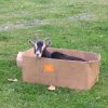 Johnnie in a box